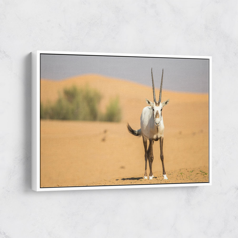 Arabian Oryx