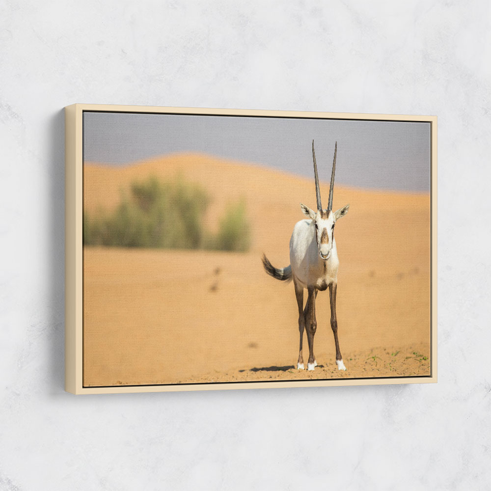 Arabian Oryx