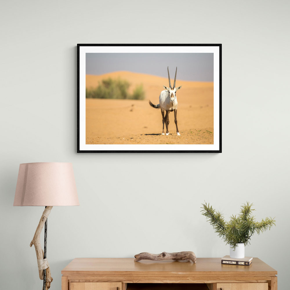 Arabian Oryx