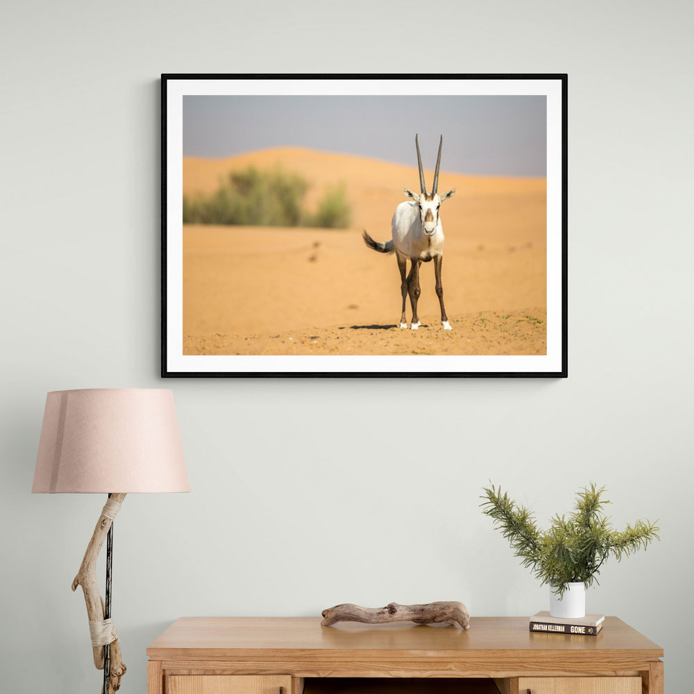 Arabian Oryx