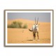 Arabian Oryx