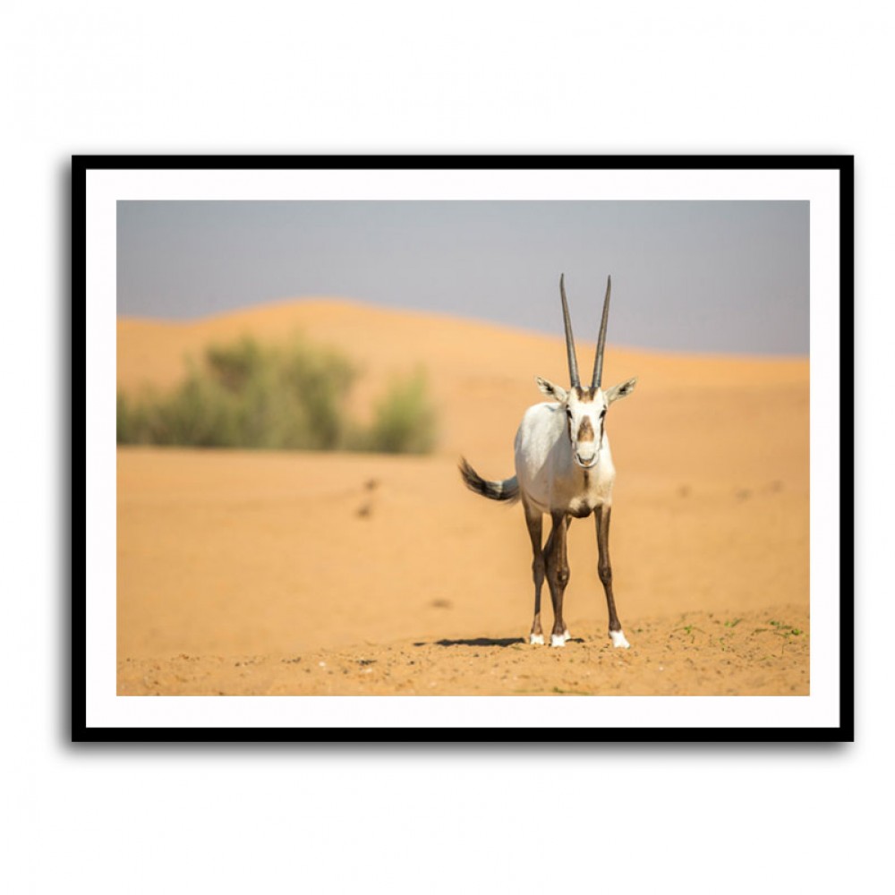 Arabian Oryx