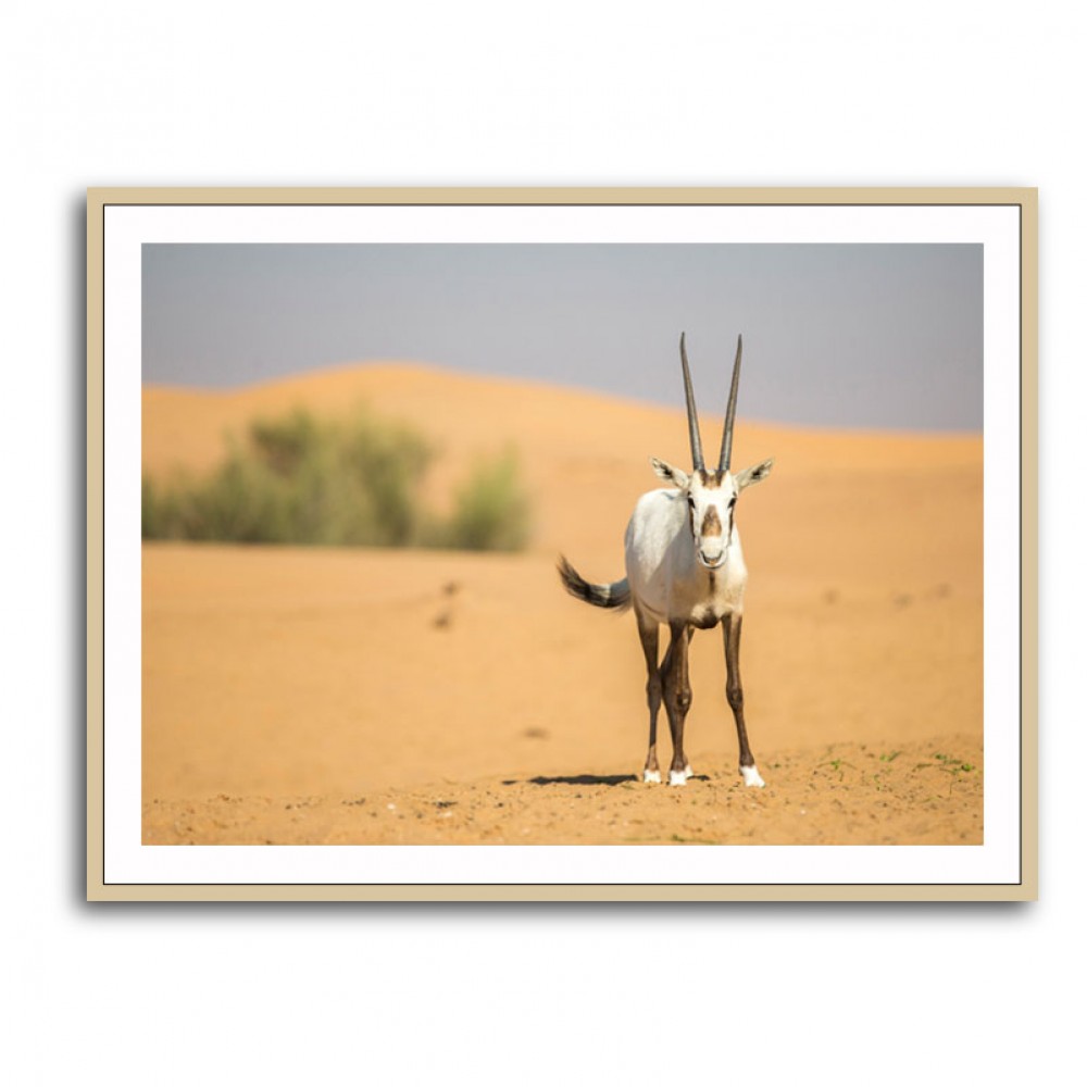 Arabian Oryx