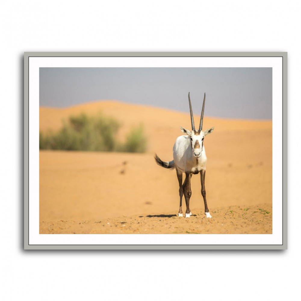 Arabian Oryx