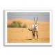 Arabian Oryx