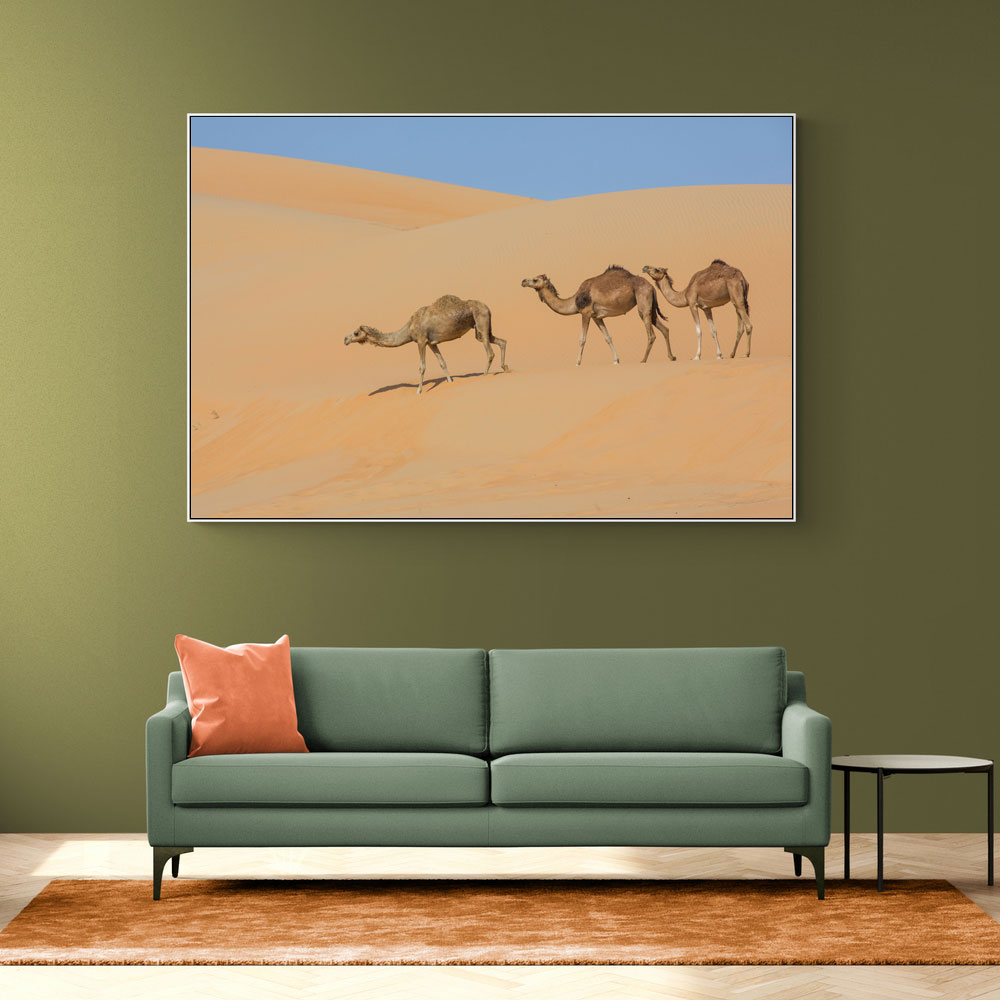 Three Camels