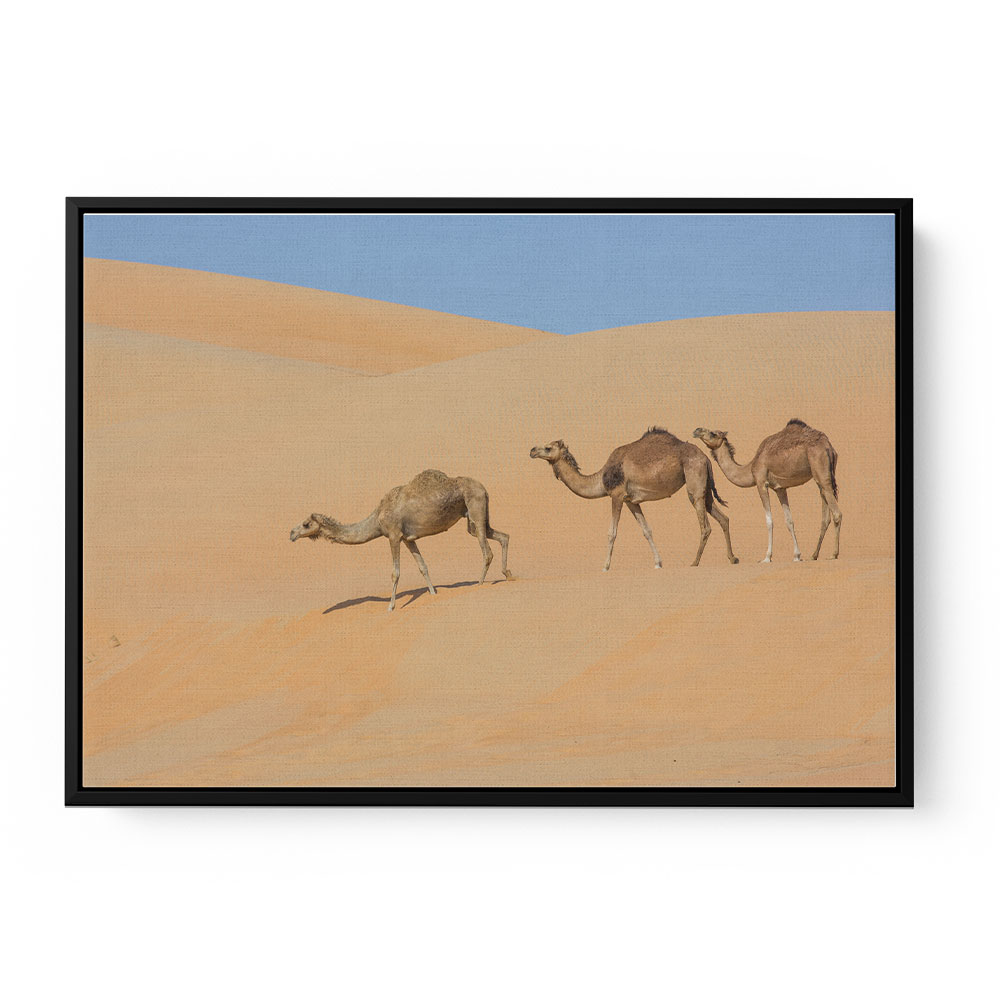 Three Camels