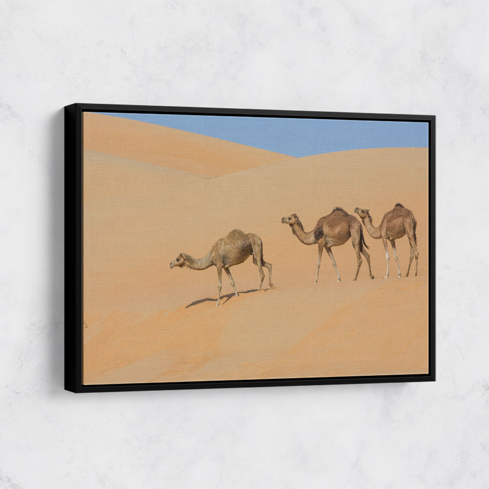 Three Camels