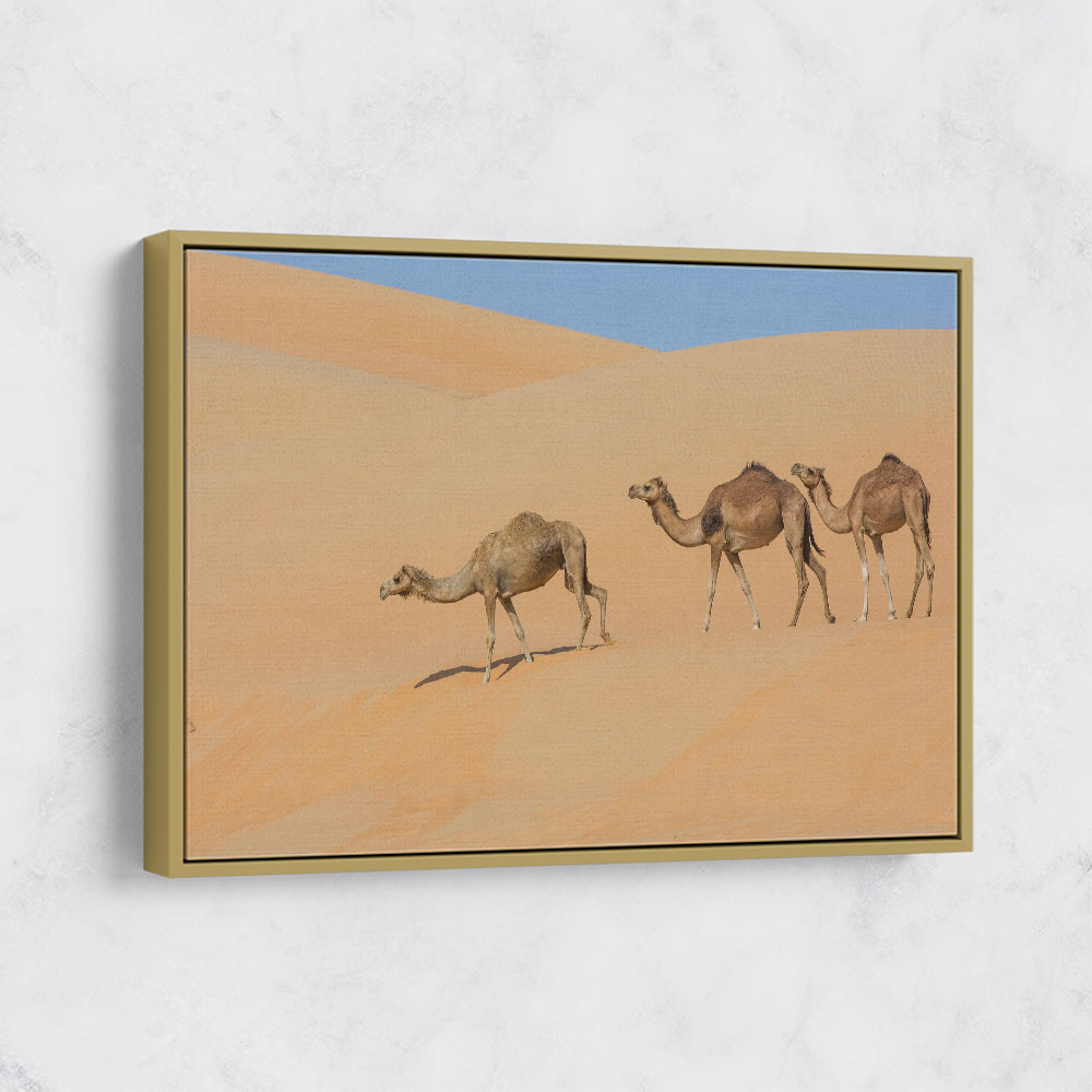 Three Camels
