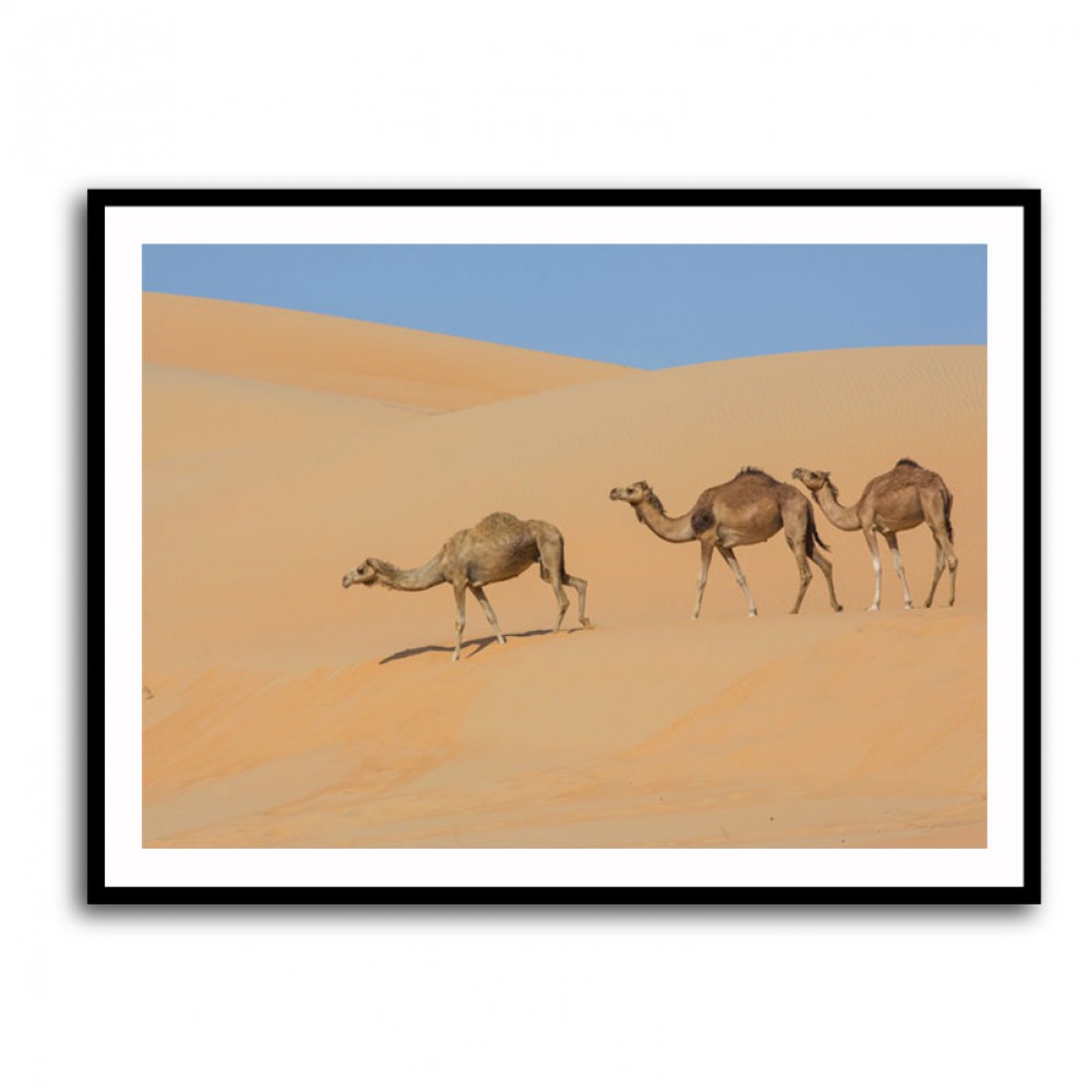 Three Camels