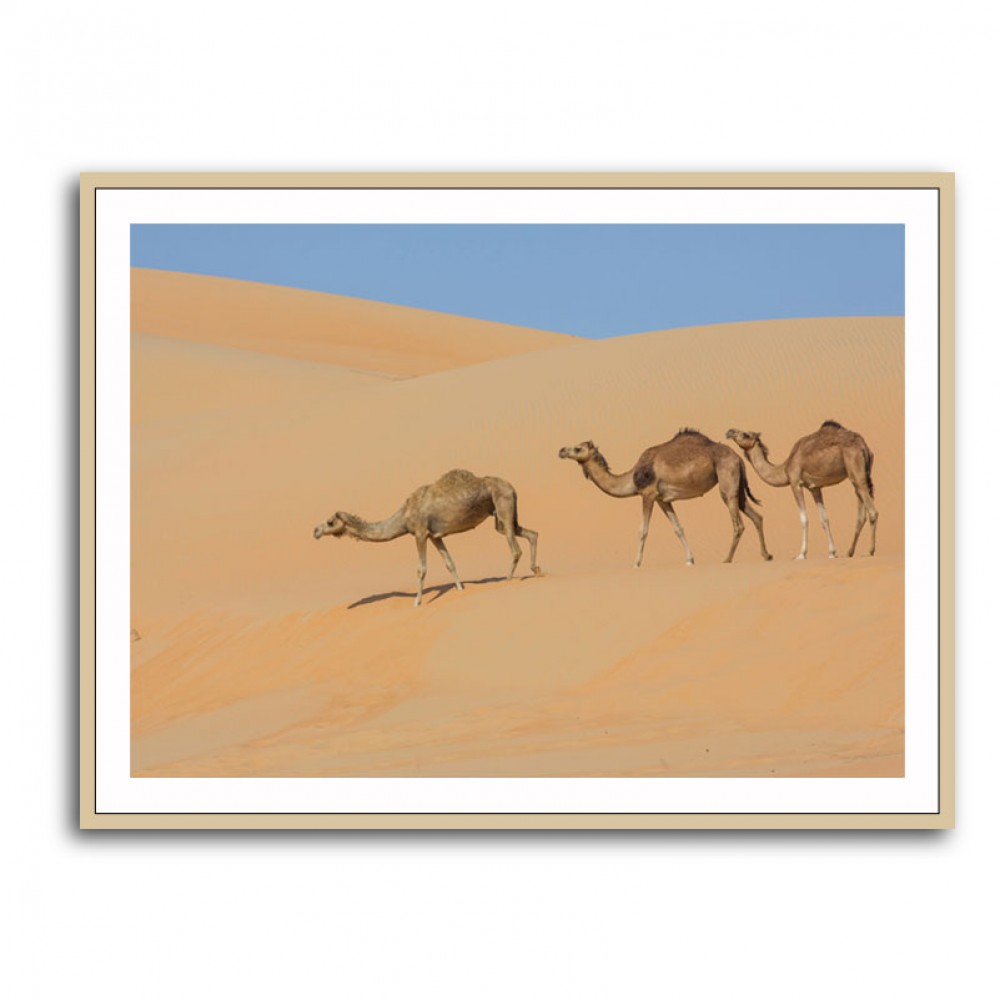 Three Camels