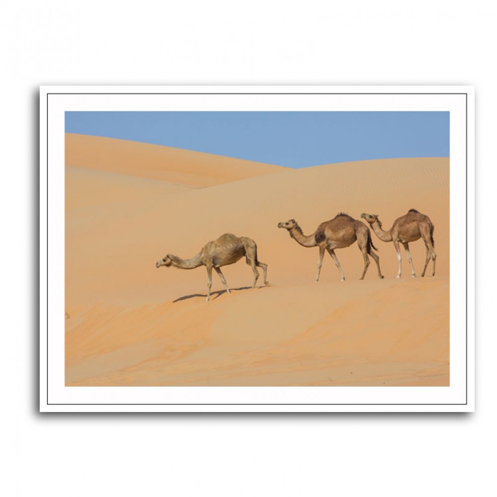 Three Camels