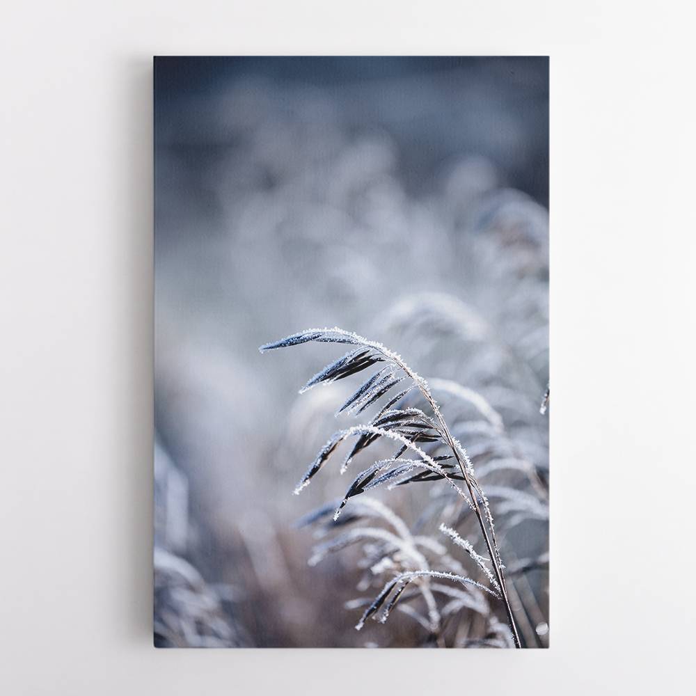 Frosty Morning 5 Wall Art Frosty Morning 5 Wall Art