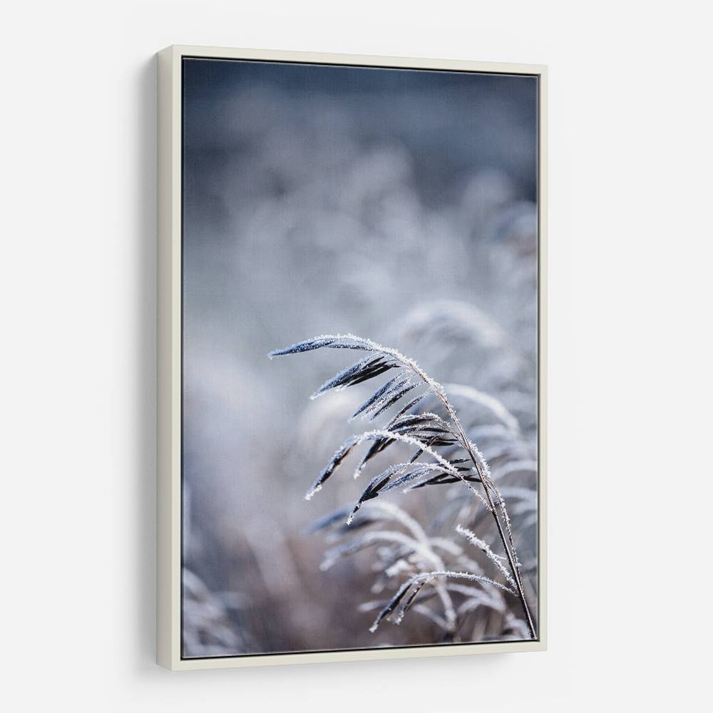 Frosty Morning 5 Wall Art Frosty Morning 5 Wall Art