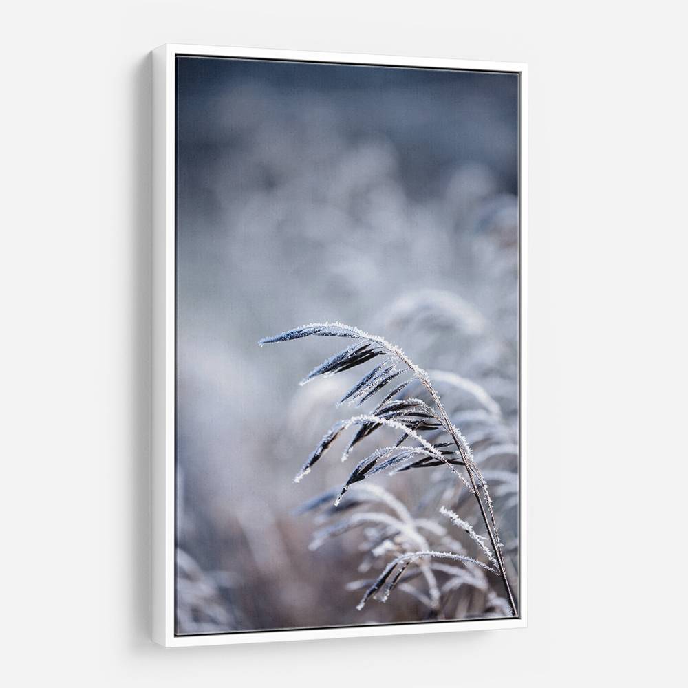 Frosty Morning 5 Wall Art Frosty Morning 5 Wall Art