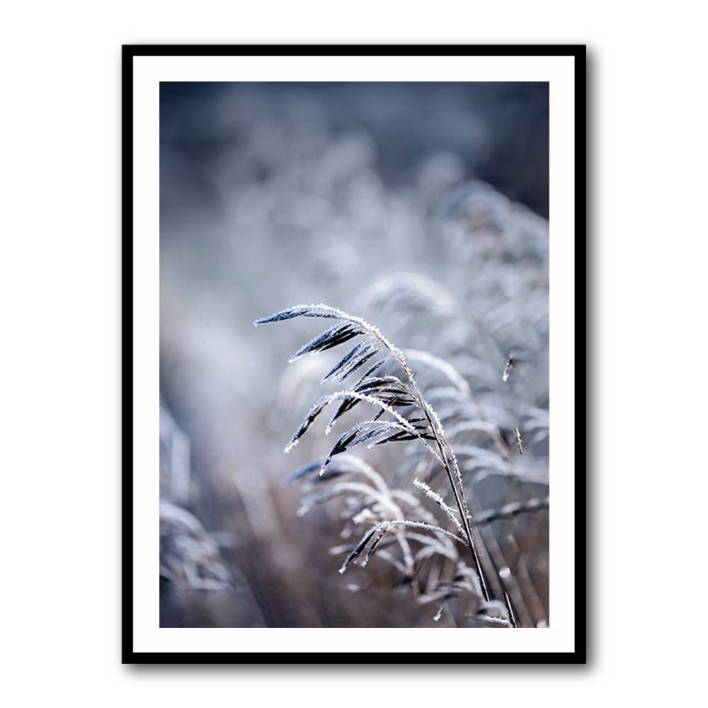 Frosty Morning 5 Wall Art Frosty Morning 5 Wall Art