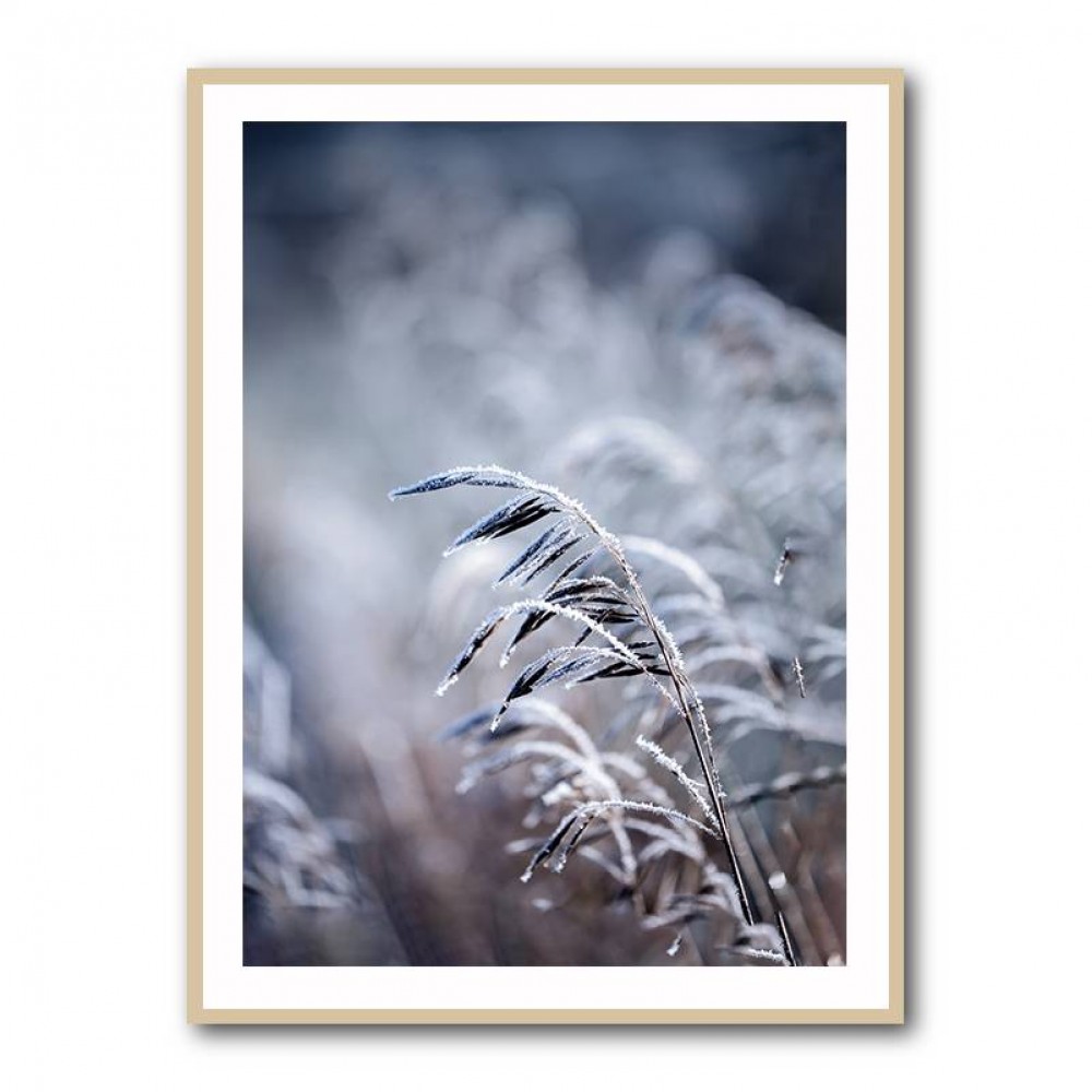 Frosty Morning 5 Wall Art Frosty Morning 5 Wall Art