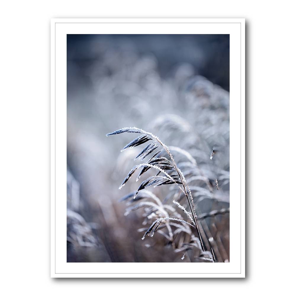 Frosty Morning 5 Wall Art Frosty Morning 5 Wall Art