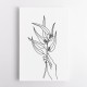 Seeded eucalyptus line art Seeded eucalyptus line art