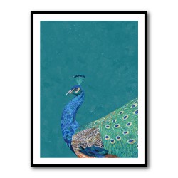 Turquoise Peacock