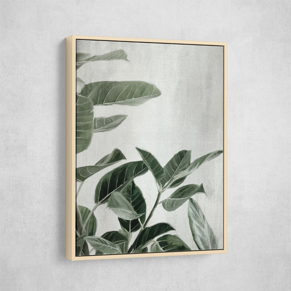 Ficus Ficus