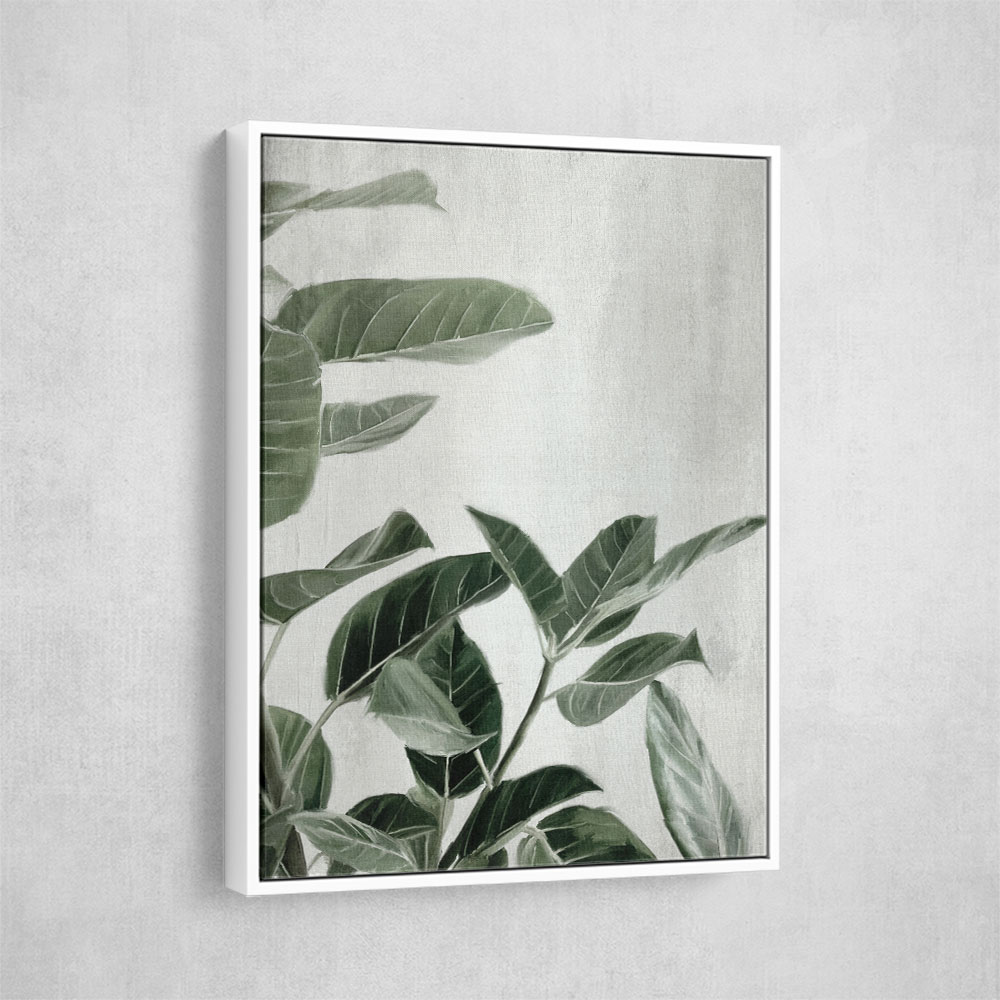 Ficus Ficus