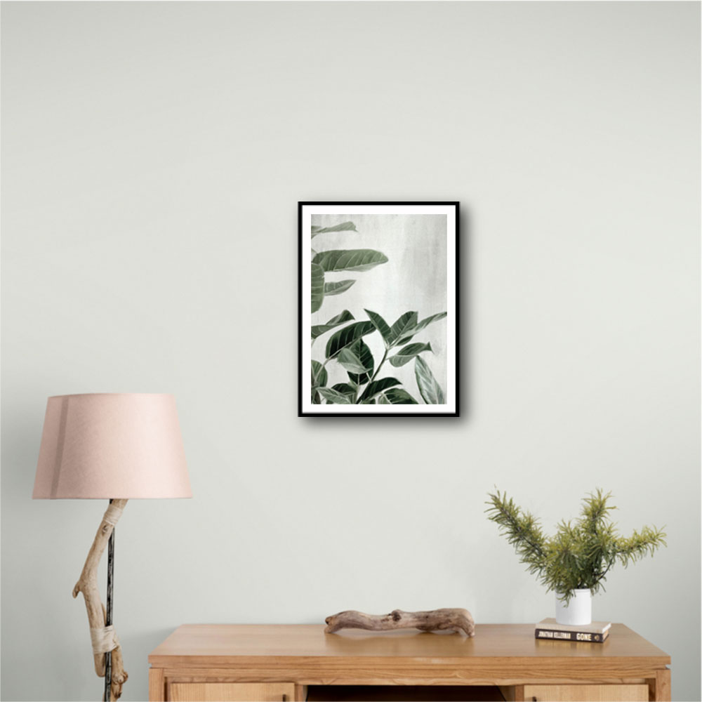 Ficus Ficus