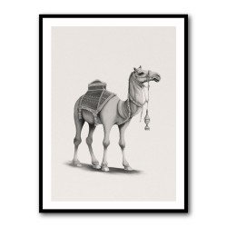 Graphic Camel