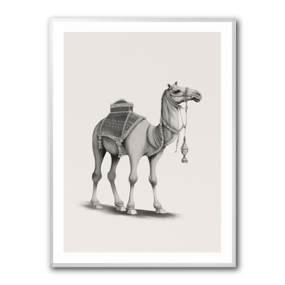 Graphic Camel