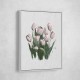 Tulips Tulips