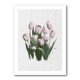 Tulips Tulips