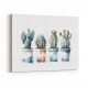 Blue Shades Cactus