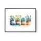 Colorful Succulents Colorful Succulents