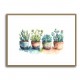 Colorful Succulents Colorful Succulents