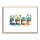 Colorful Succulents Colorful Succulents