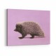 Porcupine Pink Porcupine Pink
