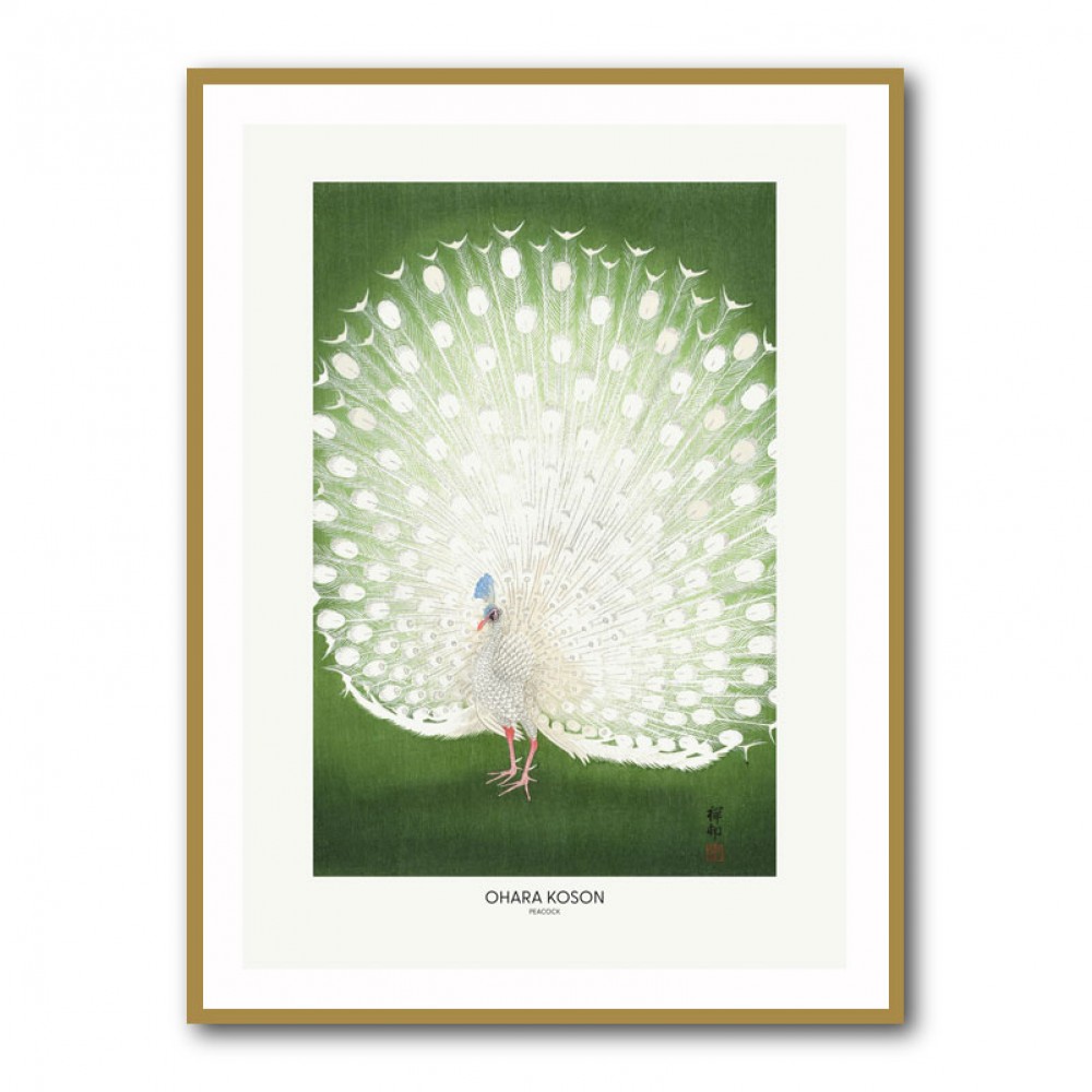Peacock - Cropped Peacock - Cropped