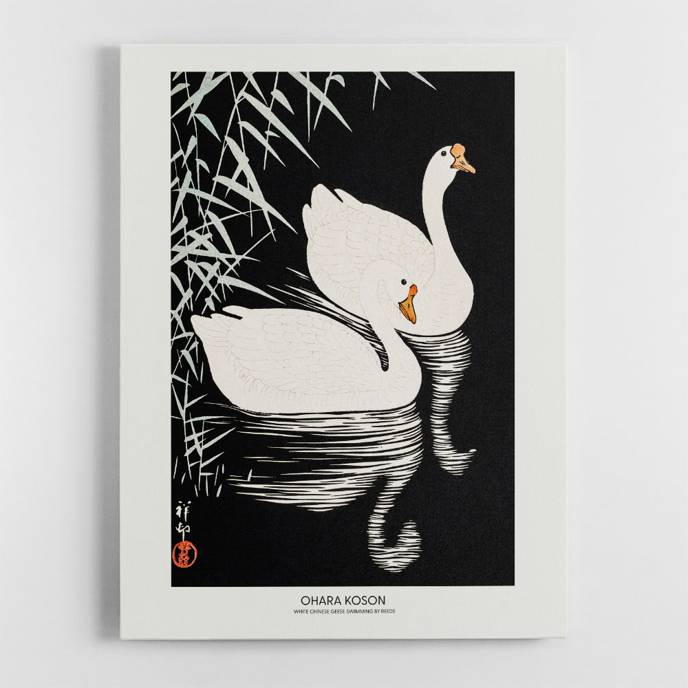 White Chinese Geese Swimming by Reeds