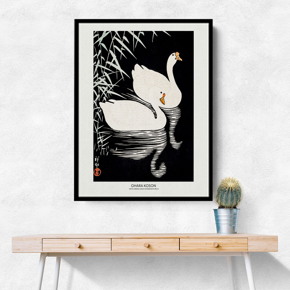 White Chinese Geese Swimming by Reeds White Chinese Geese Swimming by Reeds