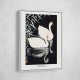 White Chinese Geese Swimming by Reeds White Chinese Geese Swimming by Reeds