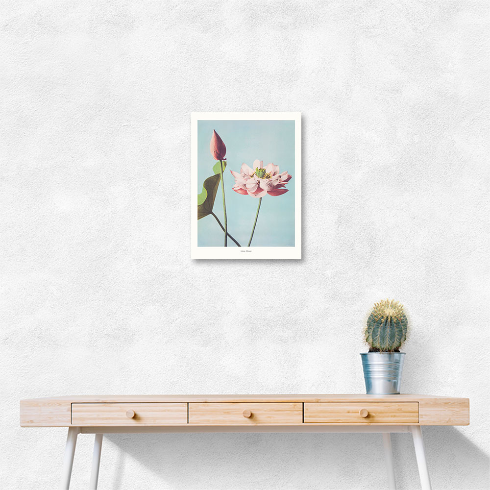 Lotus Flowers Lotus Flowers