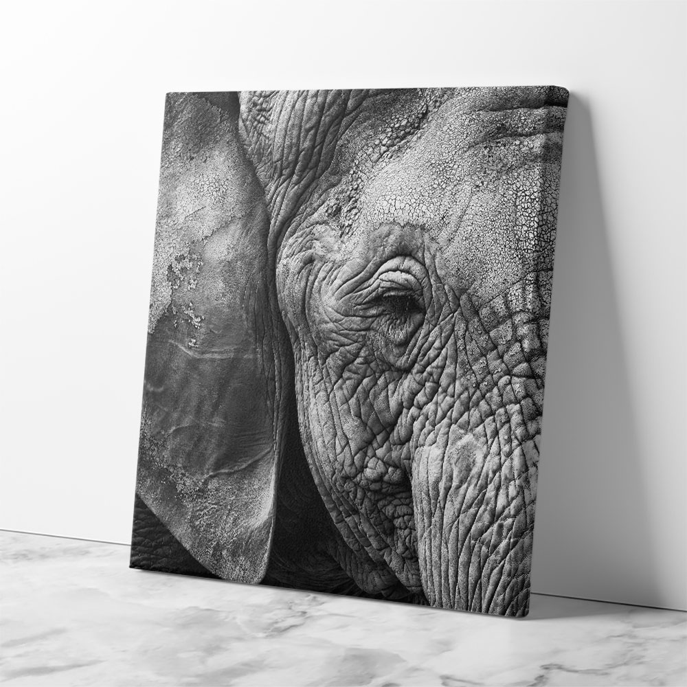 Elephant Skin