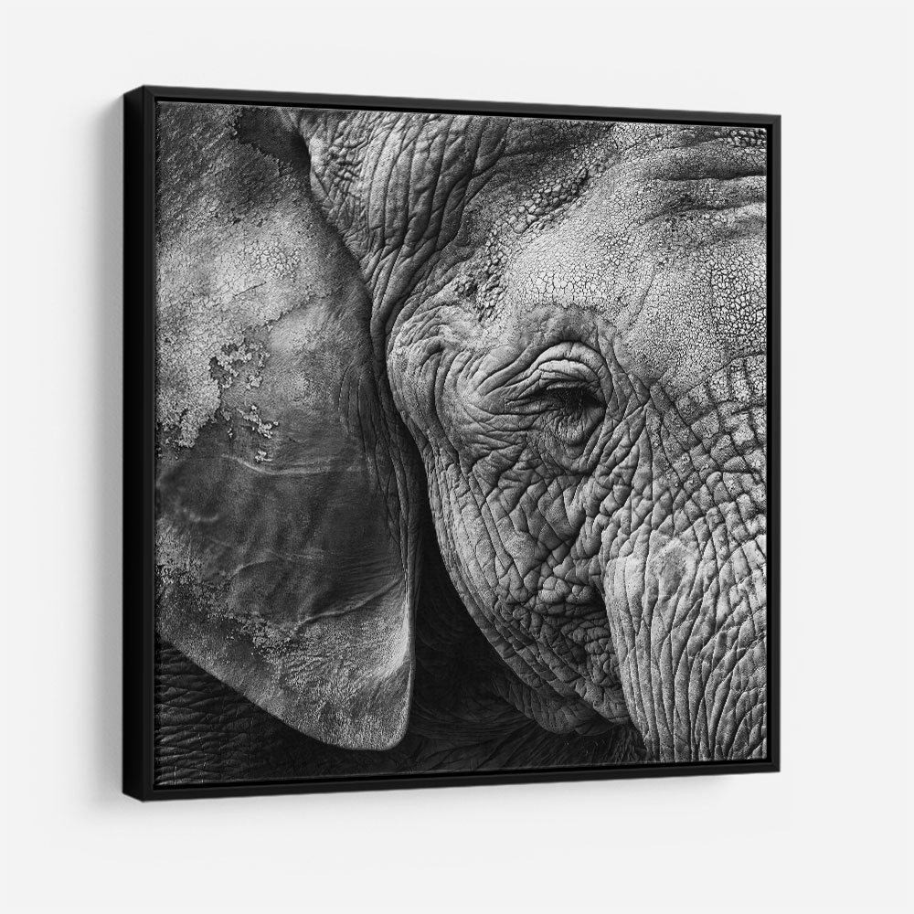 Elephant Skin