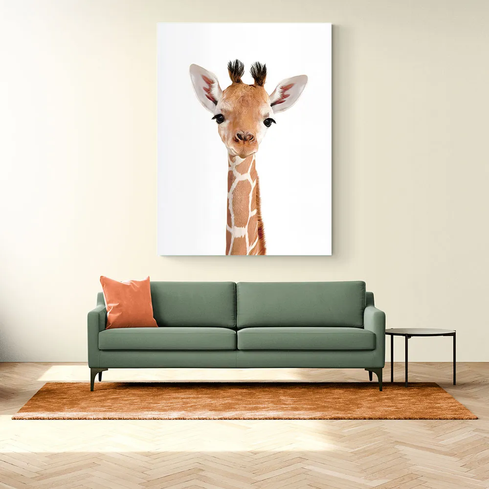 Baby Giraffe Baby Giraffe
