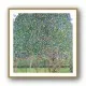 Pear Tree Pear Tree