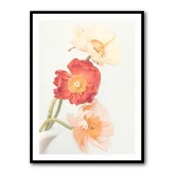 Poppies